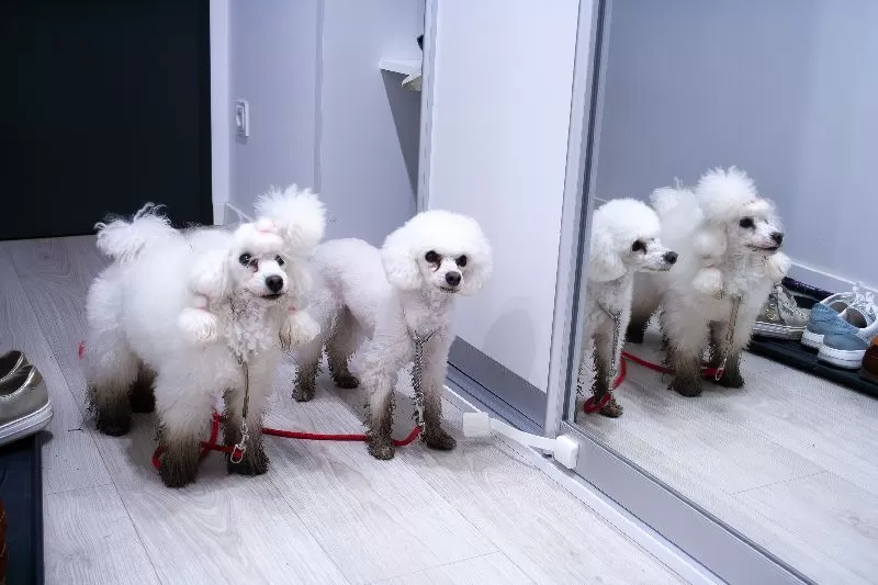 Odkryj zabawną historię pudli Toffie i Belci! Dowiedz się, jak dbać o pudle, porady groomera i jak zapewnić bezpieczeństwo psom w domu. Kliknij!