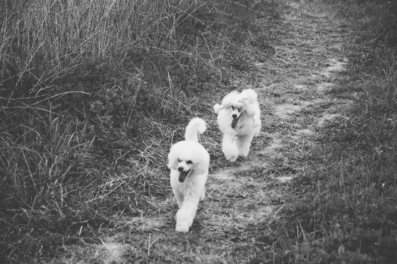 Odkryj uroczą historię Toffie i Belci, dwóch pudli, które przeżyły niezapomnianą przygodę w lesie. Dowiedz się, jak zapewnić bezpieczeństwo swojemu psu podczas spacerów i jak dbać o pielęgnację pudla, by był zdrowy i szczęśliwy.