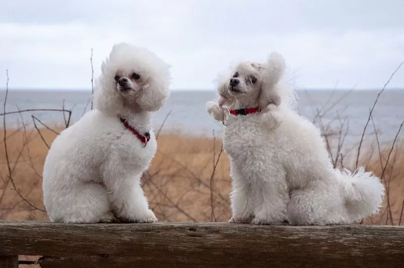 Odkryj przygodę Toffie i Belci, dwóch pudli toy nad morzem! Porady dotyczące bezpieczeństwa, pielęgnacji i radosnych chwil z Twoim pupilem.
