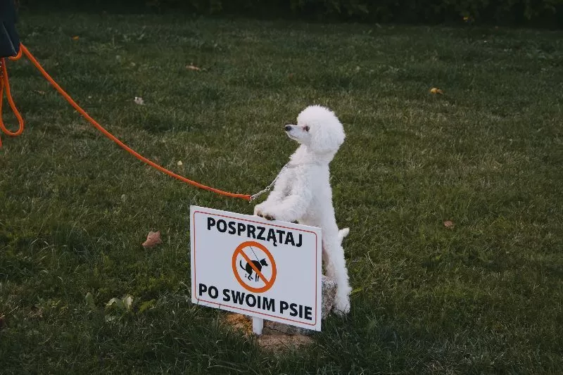 Poznaj uroczą pudelkę Toffie, strażniczkę czystości w parku! Przeczytaj inspirującą historię o odpowiedzialności i trosce o środowisko, wraz z poradami o pielęgnacji pudli.