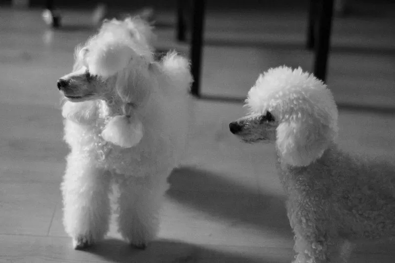 Odkryj świat pełen przygód z naszymi uroczymi Toy Pudlami! Poznaj ich zabawne historie, dowiedz się jak dbać o te inteligentne psiaki i zapewnij im bezpieczeństwo w domu. Porady groomera i wiele więcej!