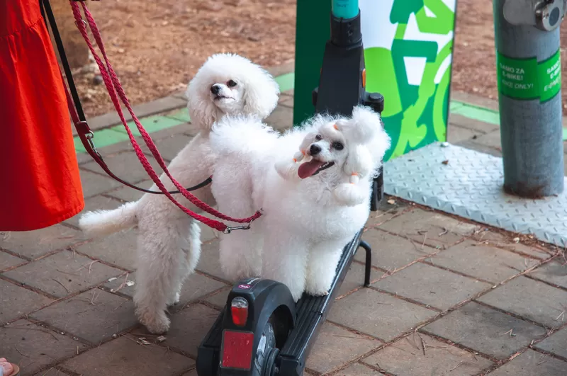 Odkryj zabawną historię Toffie i Belci, dwóch toy pudli, i dowiedz się, jak dbać o tę rasę. Poznaj tajniki pielęgnacji, bezpieczeństwa i zabawy z pupilem!