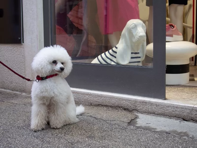 Poznaj uroczą Toffie, pudelkę toy, i jej niesamowite spotkanie z manekinem psa! Śmieszna historia, porady dla właścicieli psów i więcej!