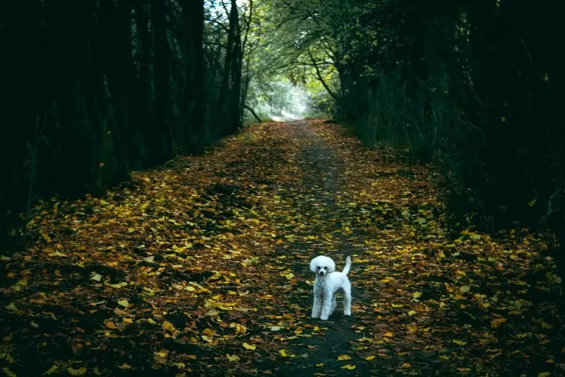 Poznaj przygodę pudelka Toffie w jesiennym lesie! Dowiedz się więcej o pielęgnacji pudli, bezpieczeństwie podczas spacerów i psich zwyczajach. Sprawdź nasze porady!