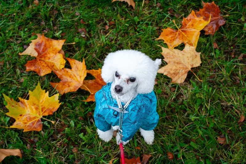 Przygoda małej pudelki Toffie w jesiennym lesie. Dowiedz się, jak zadbać o pudla, zapewnić mu bezpieczeństwo i radość podczas spacerów. Porady dotyczące pielęgnacji sierści i aktywności dla Twojego pupila.
