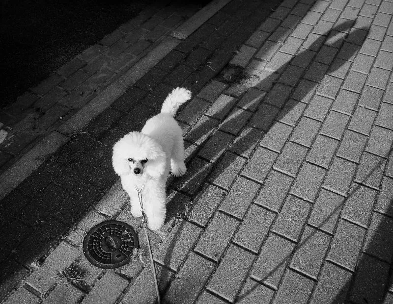 Odkryj uroczą opowieść o pudelku Toffie i jej codziennych spacerach po mieście. Dowiedz się więcej o bezpieczeństwie pupila, pielęgnacji pudla i czerp radość z życia ze swoim czworonożnym przyjacielem!