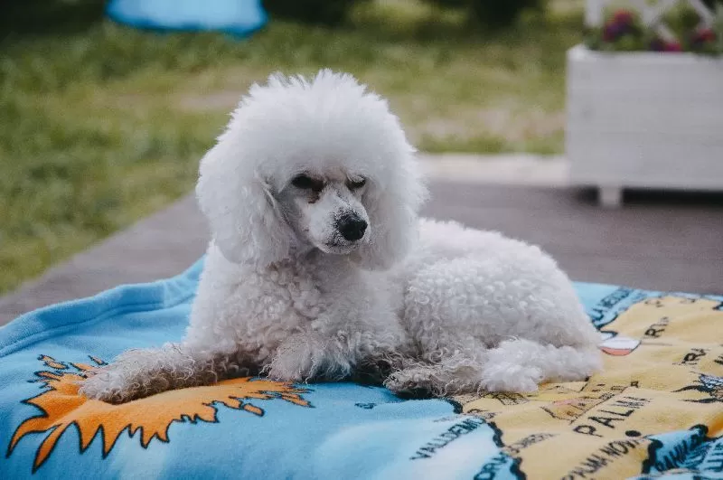 Poznaj uroczą Toffie, pudelka toy relaksującą się na łonie natury. Odkryj sekrety opieki nad rasą, wskazówki dotyczące bezpieczeństwa psów w domu i pielęgnacji sierści psa.