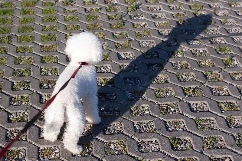Odkryj fascynujący świat pudla toy! Przeczytaj o porannych spacerach Toffie, pielęgnacji sierści i poznaj porady, aby Twój mały przyjaciel był szczęśliwy i zdrowy. Dowiedz się więcej o bezpieczeństwie i rasie pudla toy!