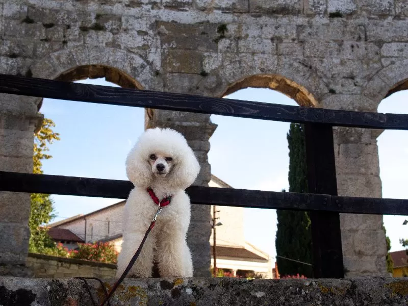 Poznaj historię Toffie, pudelki toy, która odkrywa tajemnice starożytnego akweduktu. Dowiedz się więcej o rasie, pielęgnacji i bezpieczeństwie psów!