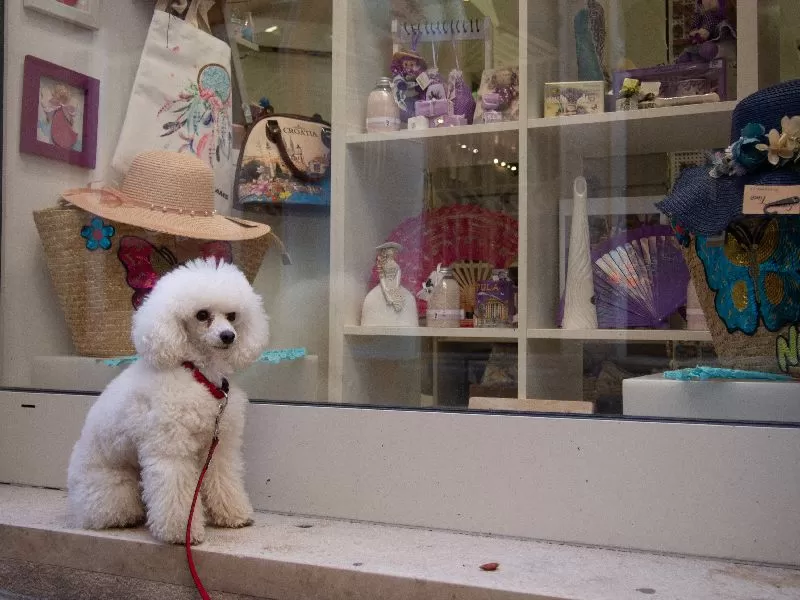 Odkryj uroczą historię toy pudelka Toffie i jej przygody przed sklepem z kapeluszami. Poznaj ciekawostki o pielęgnacji pudli i dowiedz się, jak dbać o ich bezpieczeństwo na spacerach!