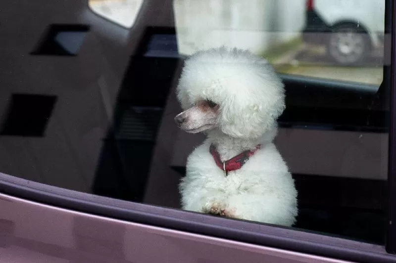 Poznajcie Toffie, ciekawską pudelkę toy i jej samochodowe przygody! Odkryjcie tajniki pielęgnacji pudli i zapewnijcie bezpieczeństwo psom w domu. Sprawdźcie nasze porady!