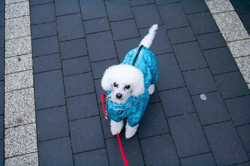 Zimowy spacer z małym psem? Przeczytaj o przygodach Toffie i dowiedz się, jak zadbać o bezpieczeństwo i komfort Twojego pupila. Porady dotyczące ubioru, pielęgnacji łapek i zabaw na śniegu!