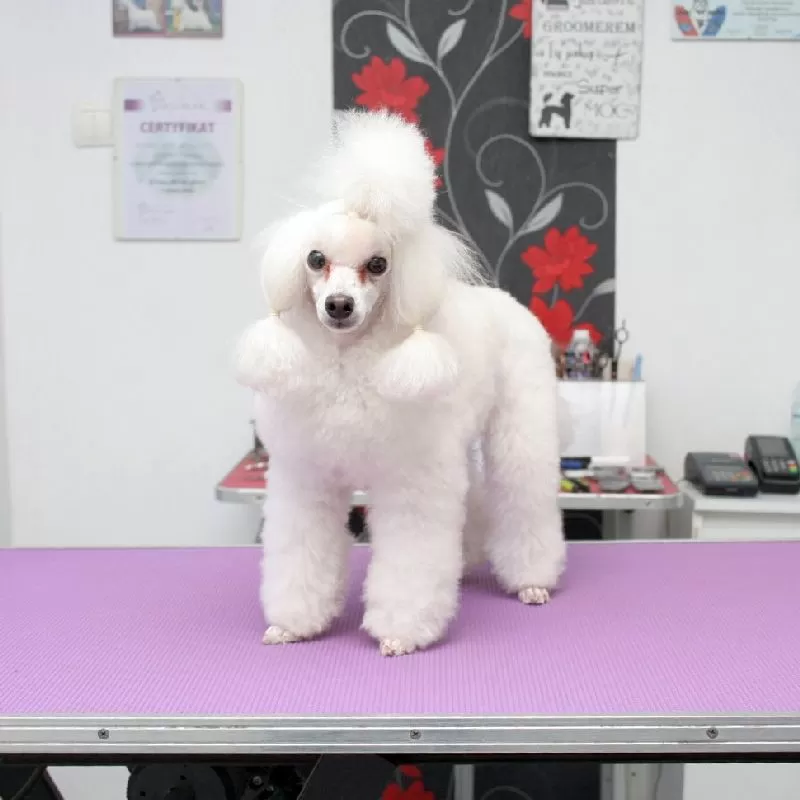 Zobacz metamorfozę Lili, uroczego Toy Pudla, po wizycie w naszym salonie w Szczecinie! Profesjonalne strzyżenie, pielęgnacja i radość w oczach. Sprawdź, jak dbamy o Twojego pupila!