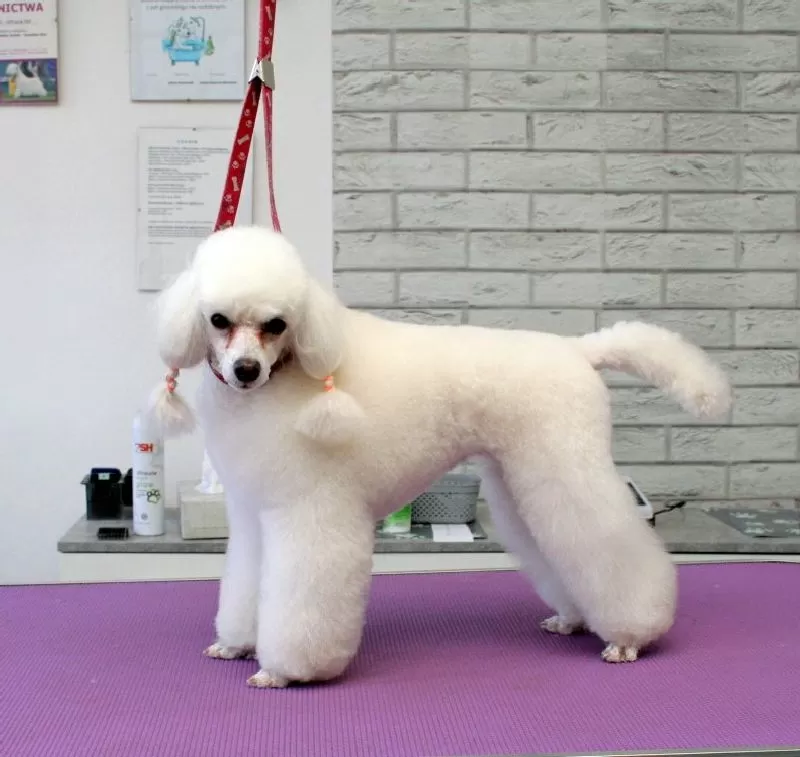 Zobacz metamorfozę Belli, uroczego toy pudla w naszym salonie groomingu w Szczecinie! Profesjonalne strzyżenie, kąpiele i pielęgnacja dla Twojego pupila.