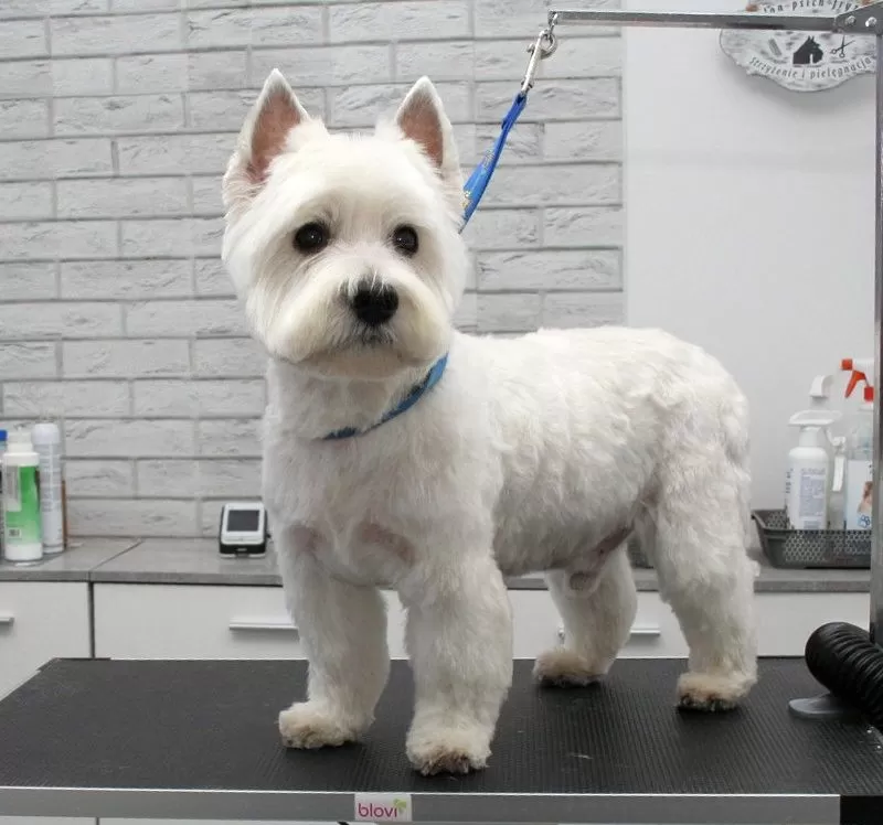 Profesjonalna pielęgnacja West Highland White Terrier (Westie) w Szczecinie. Sprawdź metamorfozę Lili! Strzyżenie, kąpiel, trymowanie - zobacz efekt!