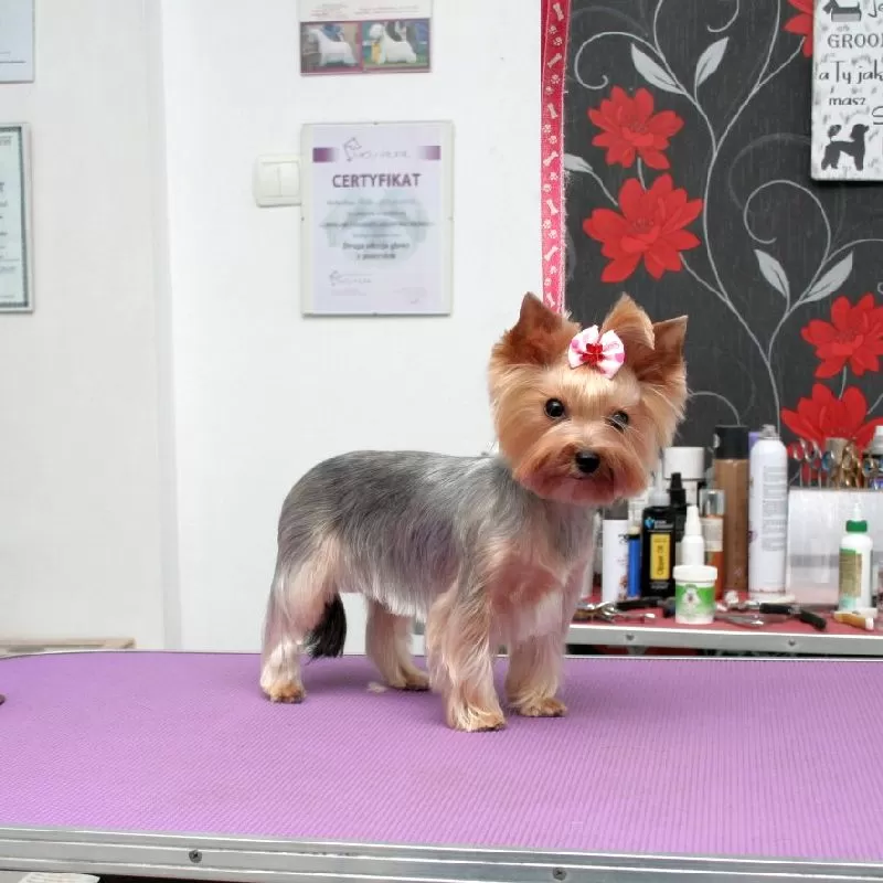 Zobacz niesamowitą przemianę Lili! Profesjonalne strzyżenie małego Yorka w Szczecinie. Delikatna pielęgnacja i stylizacja dla Twojego pupila. Sprawdź szczegóły!