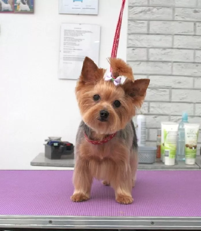 Zobacz, jak mała Yorka Lili przeszła niesamowitą metamorfozę w naszym salonie groomingu w Szczecinie! Profesjonalna pielęgnacja i strzyżenie Yorka sprawiły, że wygląda olśniewająco. Sprawdź szczegóły!