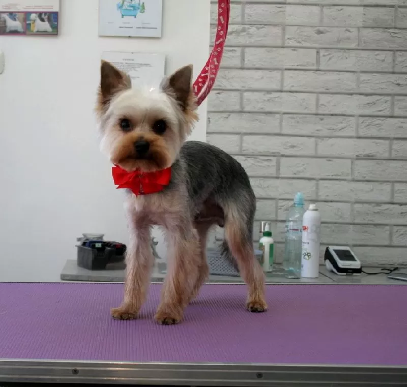Zobacz, jak mała Yorka Bella odmieniła się w naszym salonie w Szczecinie! Kompleksowa pielęgnacja, strzyżenie i urocza kokarda. Sprawdź naszą ofertę dla Yorków!