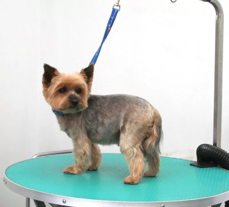 Odkryj przemianę Lili, uroczego Yorkshire Terriera ze Szczecina! Zobacz, jak profesjonalny groomer zadbał o jej wygląd, przeprowadzając kompleksową pielęgnację i strzyżenie. Sprawdź, jak dbamy o Twojego pupila!