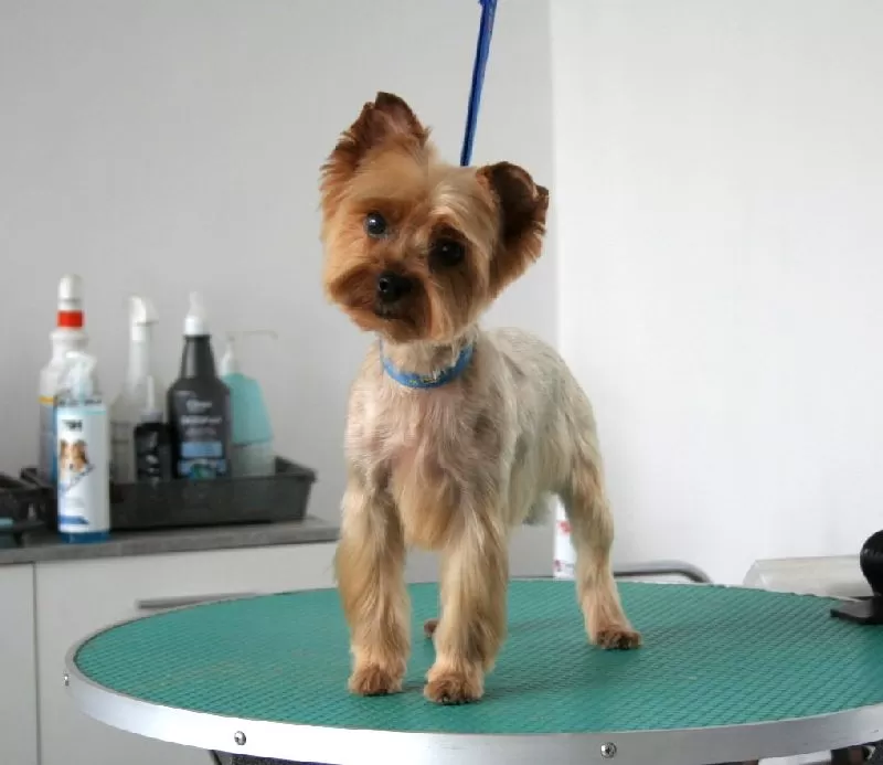 Zobacz metamorfozę małego Yorka, Belli, w naszym salonie groomingu w Szczecinie! Profesjonalne strzyżenie, kąpiele i pielęgnacja dla idealnego wyglądu Twojego pupila. Sprawdź, jak dbamy o komfort i piękno psów.