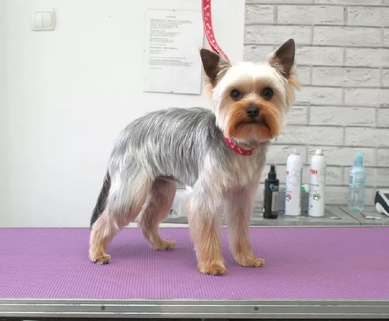 Zobacz, jak mała Bella, York z Szczecina, przeszła niesamowitą metamorfozę w naszym salonie groomingu. Profesjonalna pielęgnacja, strzyżenie i szczęśliwy piesek! Sprawdź!