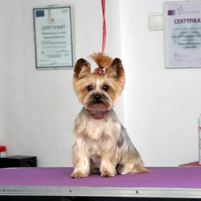 Zobacz spektakularną przemianę małej yorki Lili w naszym salonie groomerskim w Szczecinie! Profesjonalne strzyżenie, kąpiel i pielęgnacja dla Twojego pupila. Sprawdź, jak zadbaliśmy o piękny wygląd Lili!