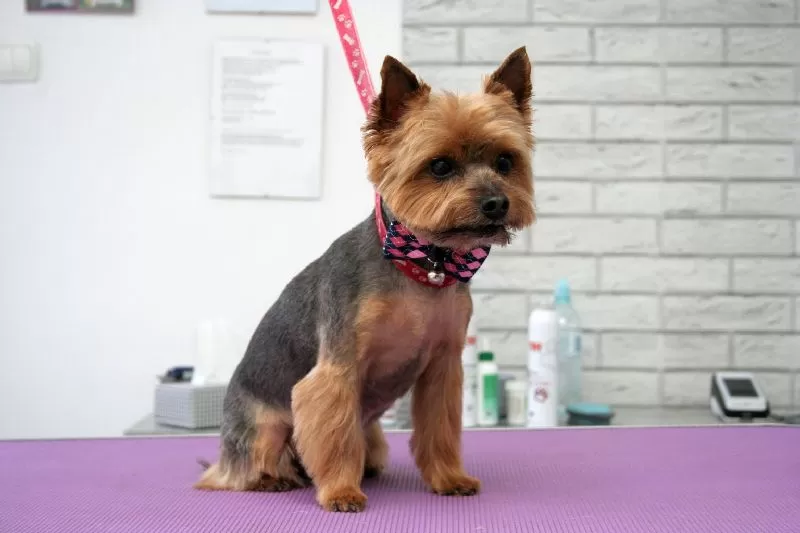 Zobacz metamorfozę Belli, uroczego Yorka w Szczecinie! Profesjonalne strzyżenie, pielęgnacja i uśmiech na pyszczku. Sprawdź, jak dbamy o Twojego pupila!