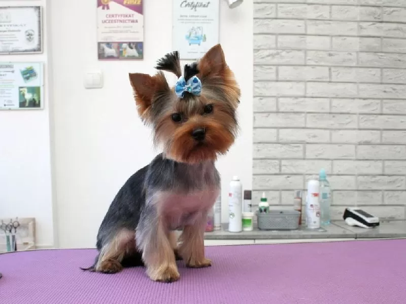 Zobacz metamorfozę Belli, uroczego Yorka ze Szczecina! Profesjonalne strzyżenie psów, kąpiel i modelowanie w naszym salonie. Sprawdź, jak dbamy o Twojego pupila!