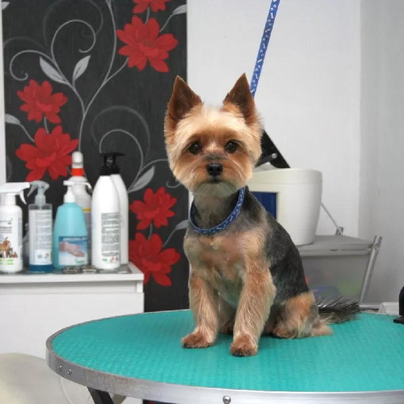 Perfekcyjne strzyżenie Yorkshire Terriera w Szczecinie. Zobacz metamorfozę Miki! Profesjonalny grooming, kąpiel, strzyżenie i pielęgnacja dla Twojego pupila.