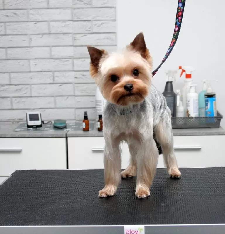 Zobacz metamorfozę Lili, uroczego Yorkshire Terriera, w naszym salonie groomingu w Szczecinie! Profesjonalne strzyżenie, kąpiel i pielęgnacja dla Twojego pupila. Zadbaj o wygląd i komfort swojego Yorka już dziś!
