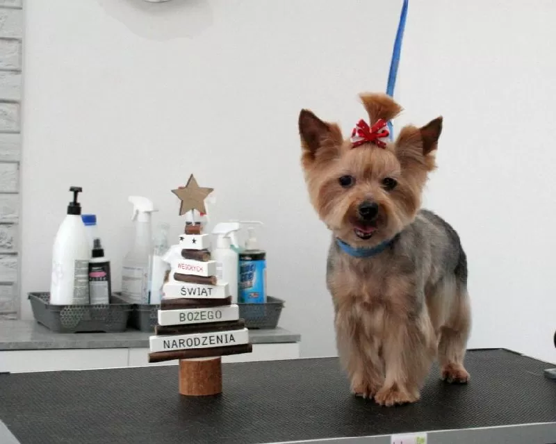 Zobacz przemianę Meli, uroczego Yorka ze Szczecina, po profesjonalnym strzyżeniu! Kompleksowa pielęgnacja i stylizacja w naszym salonie groomerskim. Sprawdź!