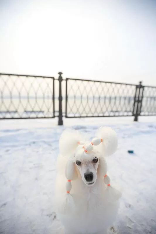 Odkryj zimowe przygody Manji, toy pudla z różowymi uszkami! Dowiedz się, jak dbać o pudla zimą, pielęgnować sierść i zapewnić mu bezpieczeństwo podczas spacerów. Poznaj fascynujący świat tych uroczych psów!