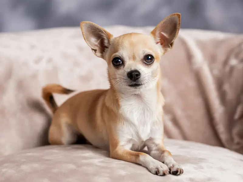 Poznaj wszystko o rasie Chihuahua! Od historii i wyglądu, po charakter, pielęgnację i potencjalne problemy zdrowotne. Sprawdź, czy Chihuahua to pies dla Ciebie!