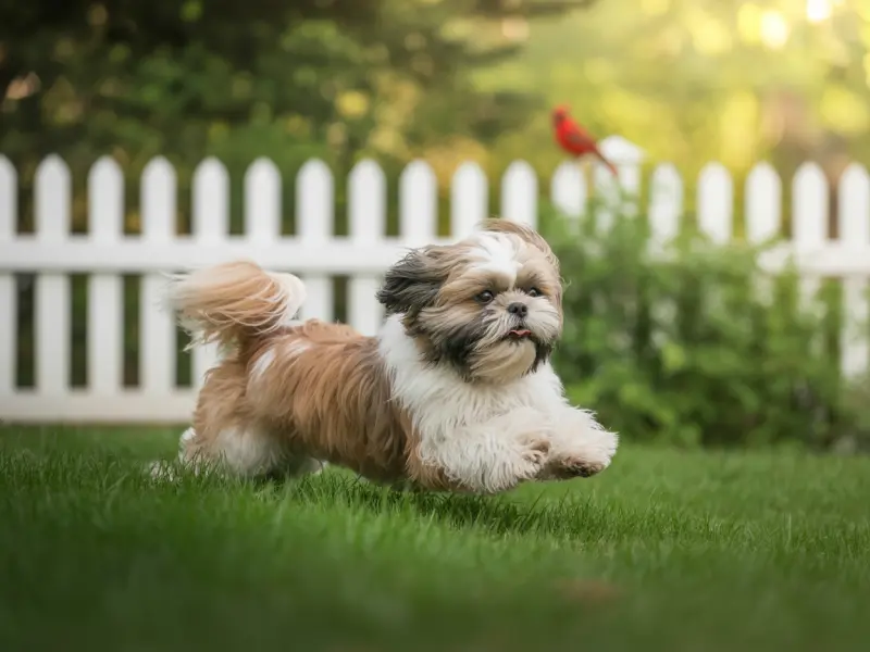 Shih Tzu: Charakterystyka, Pielęgnacja i Szkolenie