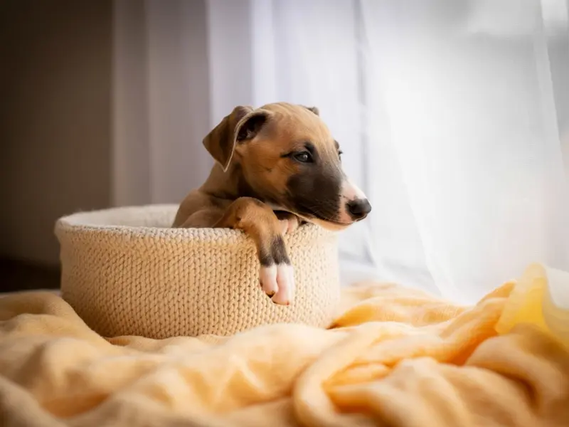 Szczeniak Chart Polski siedzi w legowisku dla szczeniąt