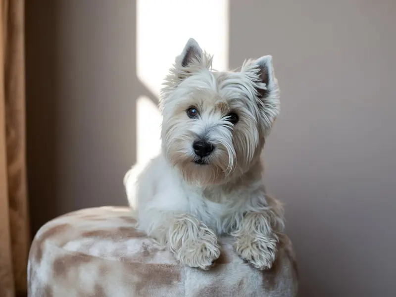 Poznaj West Highland White Terrier, uroczego białego teriera! Przeczytaj o jego historii, charakterze, pielęgnacji i potencjalnych problemach zdrowotnych. Dowiedz się, czy to pies dla Ciebie!